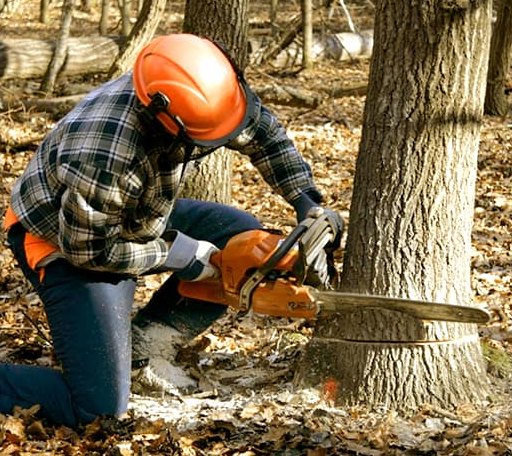 Tree Removal in East New Market, MD